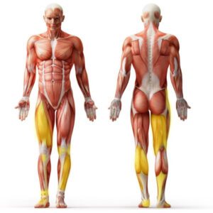 human Muscle Anatomy